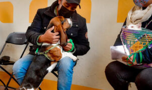 tenencia responsable de mascotas