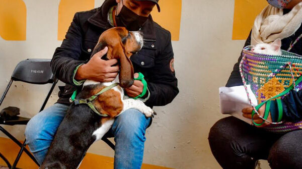 tenencia responsable de mascotas